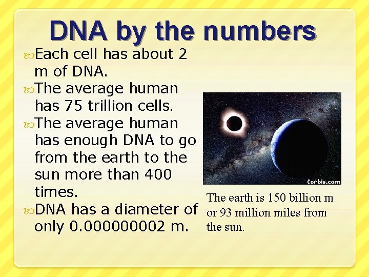 DNA by the numbers Each cell has about 2 m of DNA. The average