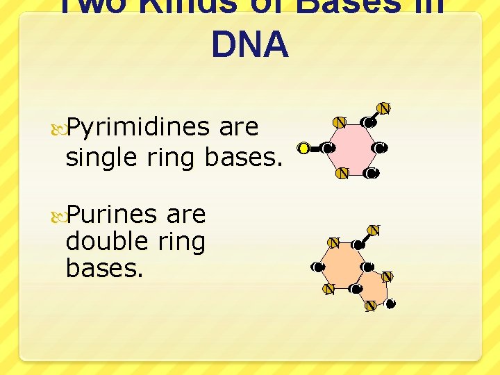 Two Kinds of Bases in DNA Pyrimidines are single ring bases. Purines are double