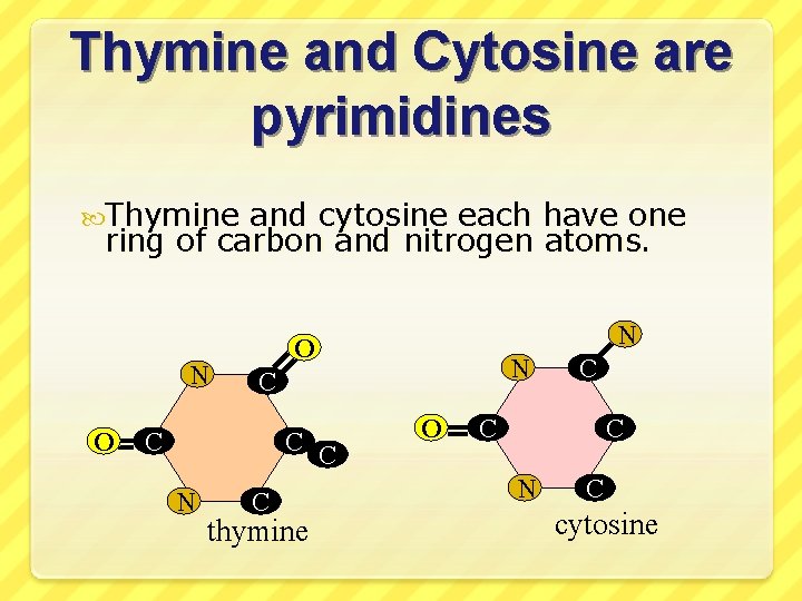 Thymine and Cytosine are pyrimidines Thymine and cytosine each have one ring of carbon