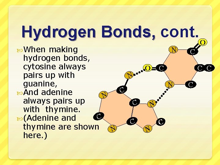Hydrogen Bonds, cont. O When N making hydrogen bonds, cytosine always O C pairs