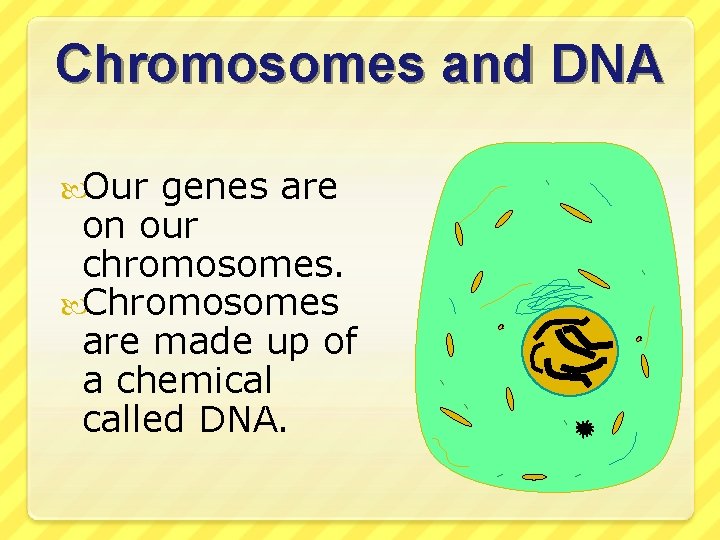 Chromosomes and DNA Our genes are on our chromosomes. Chromosomes are made up of