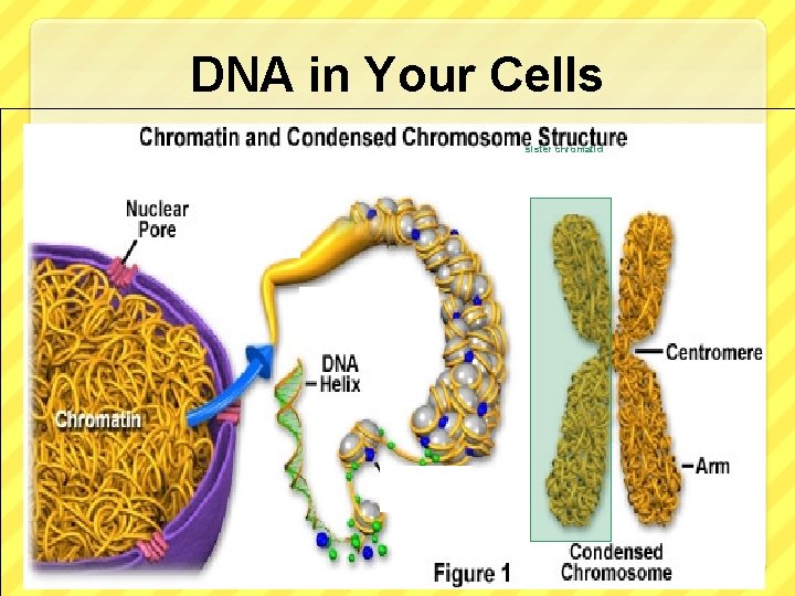 DNA in Your Cells sister chromatid 