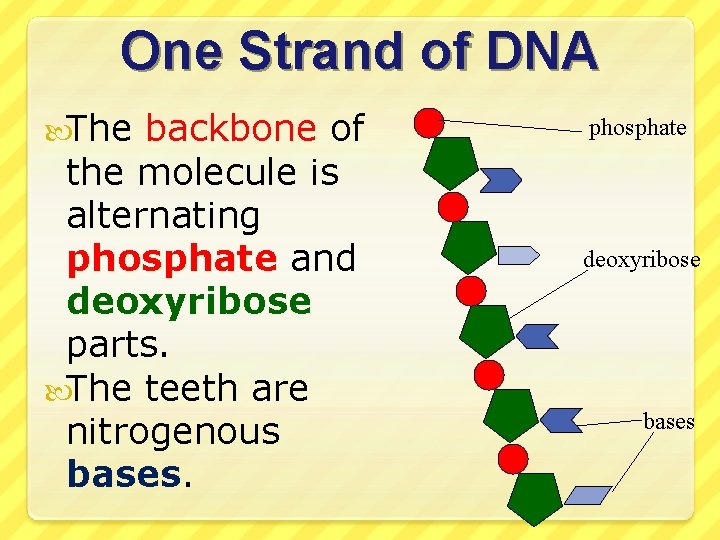 One Strand of DNA The backbone of the molecule is alternating phosphate and deoxyribose