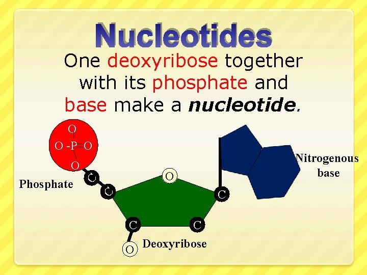 Nucleotides One deoxyribose together with its phosphate and base make a nucleotide. O O