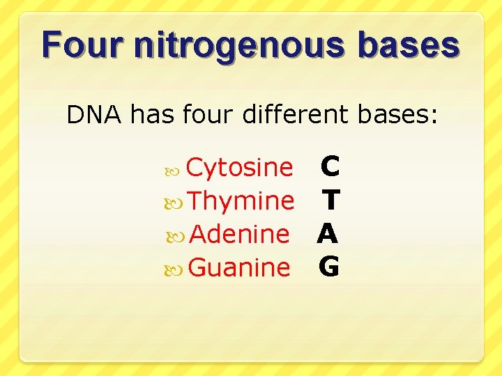 Four nitrogenous bases DNA has four different bases: Cytosine C Thymine T Adenine A