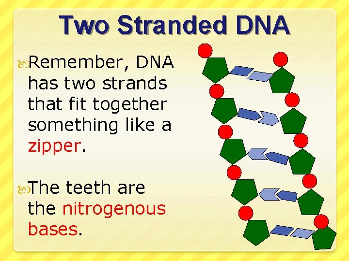 Two Stranded DNA Remember, DNA has two strands that fit together something like a
