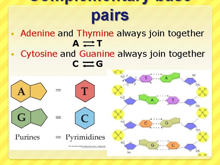 Complementary base pairs Adenine and Thymine always join together A T • Cytosine and