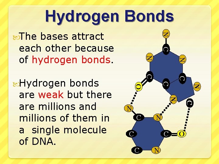 Hydrogen Bonds bases attract each other because of hydrogen bonds. C N N C