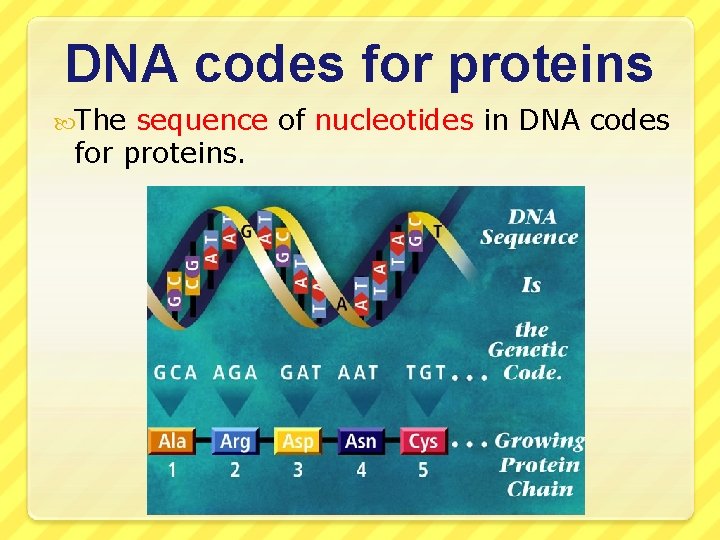 DNA codes for proteins The sequence of nucleotides in DNA codes for proteins. 