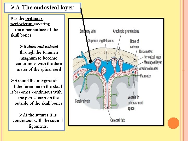  A-The endosteal layer Is the ordinary periosteum covering the inner surface of the
