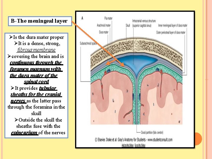 B-The meningeal layer Is the dura mater proper It is a dense, strong, fibrous