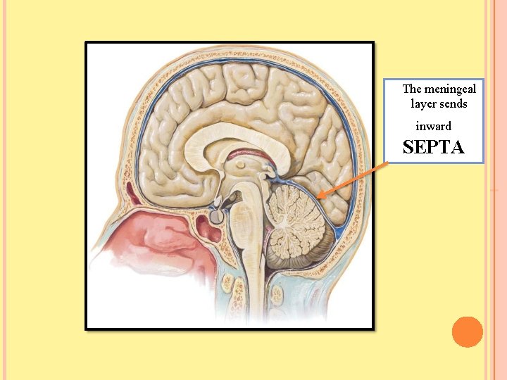 The meningeal layer sends inward SEPTA 
