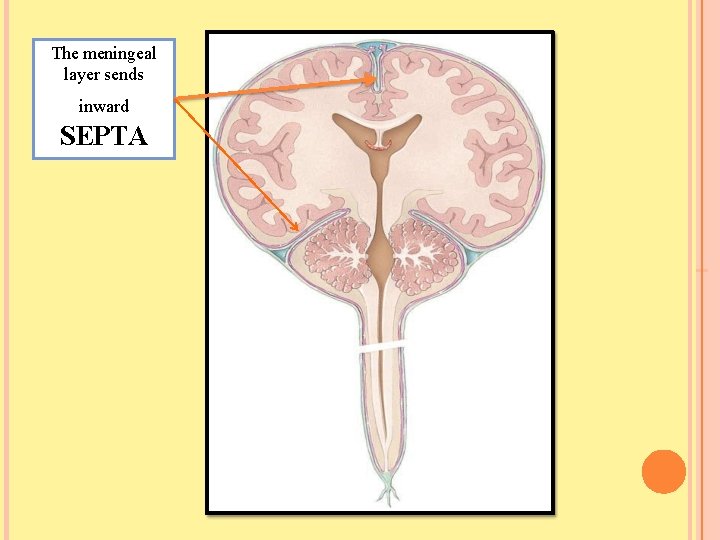 The meningeal layer sends inward SEPTA 