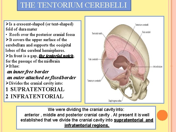 THE TENTORIUM CEREBELLI Is a crescent-shaped (or tent-shaped) fold of dura mater • Roofs