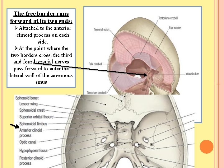 The free border runs forward at its two ends: Attached to the anterior clinoid