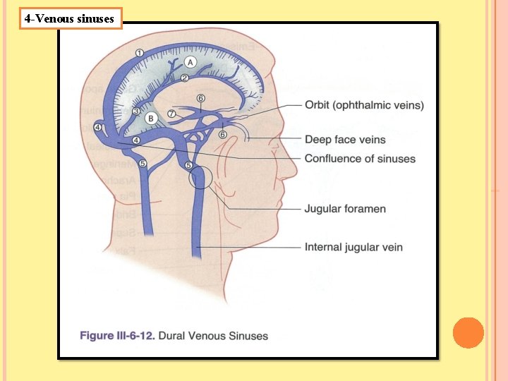 4 -Venous sinuses 