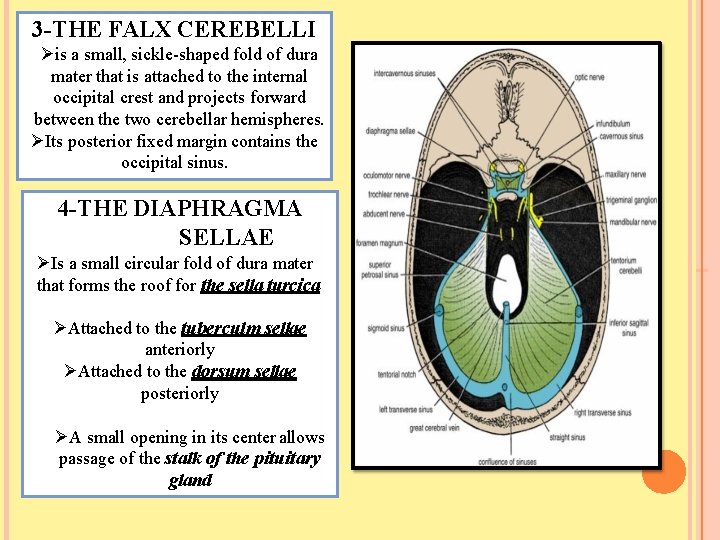 3 -THE FALX CEREBELLI is a small, sickle-shaped fold of dura mater that is