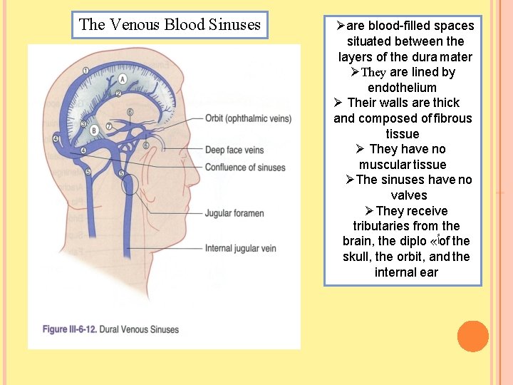 The Venous Blood Sinuses are blood-filled spaces situated between the layers of the dura
