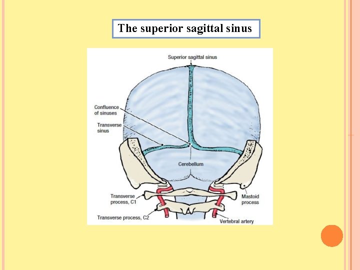 The superior sagittal sinus 