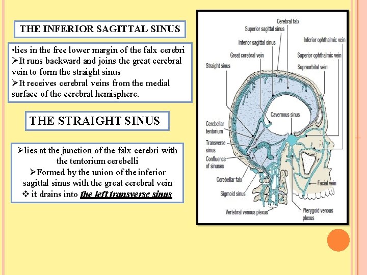 THE INFERIOR SAGITTAL SINUS • lies in the free lower margin of the falx
