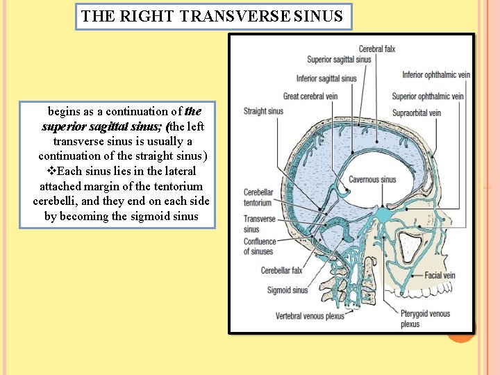 THE RIGHT TRANSVERSE SINUS begins as a continuation of the superior sagittal sinus; (the