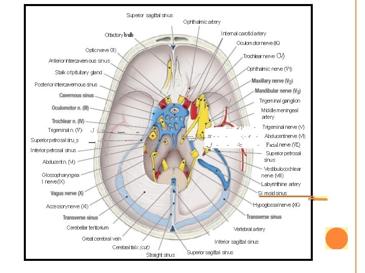 Superior sagittal sinus Ophthalmic artery Internal carotid artery Olfactory bulb Oculomotor nerve (IIQ Optic