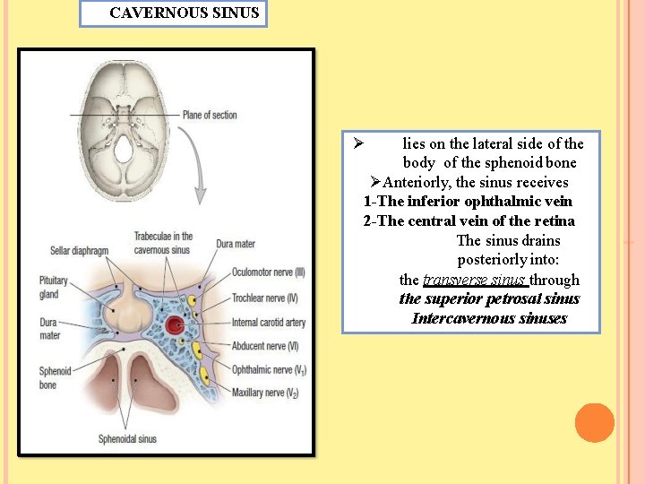 CAVERNOUS SINUS lies on the lateral side of the body of the sphenoid bone