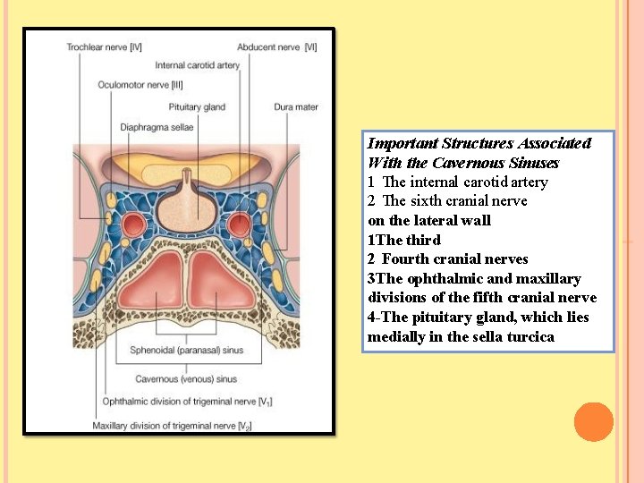 Important Structures Associated With the Cavernous Sinuses 1 The internal carotid artery 2 The