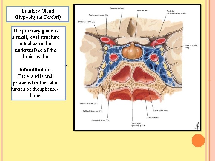 Pituitary Gland (Hypophysis Cerebri) The pituitary gland is a small, oval structure attached to