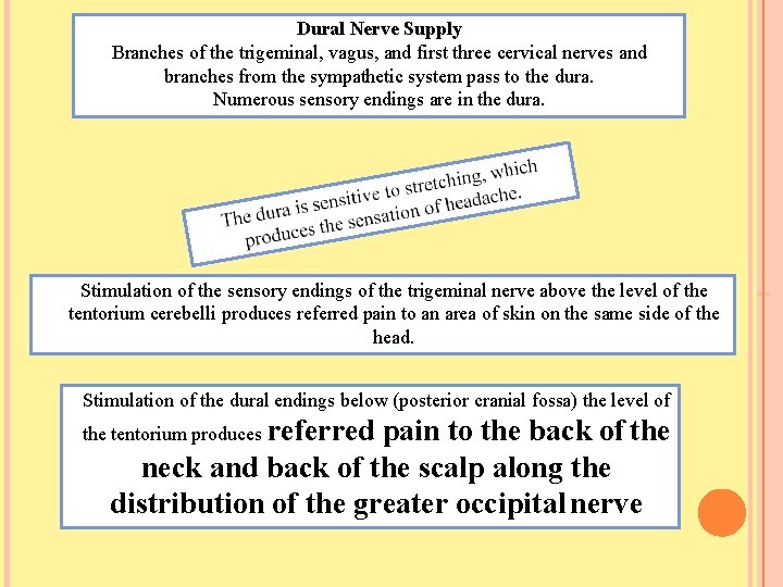 Dural Nerve Supply Branches of the trigeminal, vagus, and first three cervical nerves and
