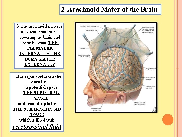 2 -Arachnoid Mater of the Brain The arachnoid mater is a delicate membrane covering