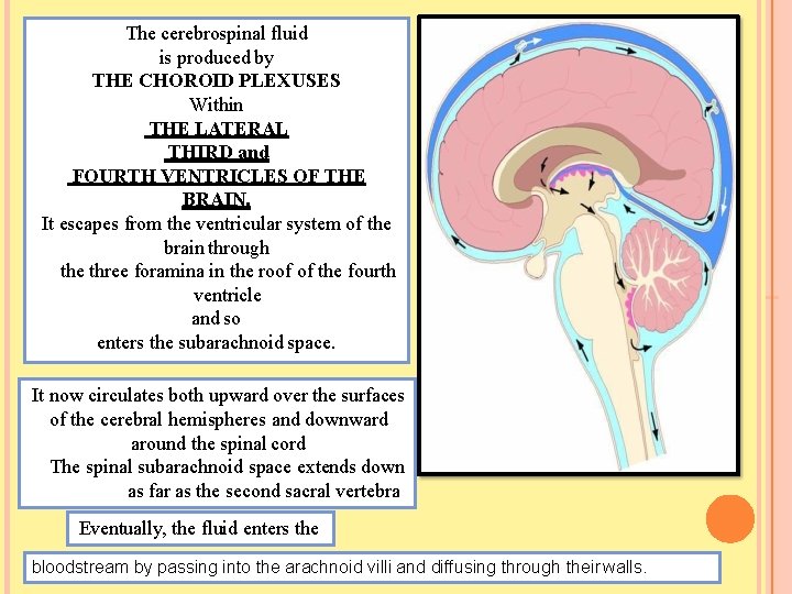 The cerebrospinal fluid is produced by THE CHOROID PLEXUSES Within THE LATERAL THIRD and