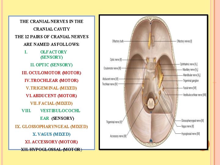 THE CRANIAL NERVES IN THE CRANIAL CAVITY THE 12 PAIRS OF CRANIAL NERVES ARE