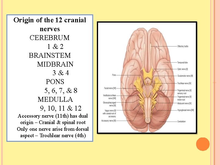 Origin of the 12 cranial nerves CEREBRUM 1&2 BRAINSTEM MIDBRAIN 3&4 PONS 5, 6,