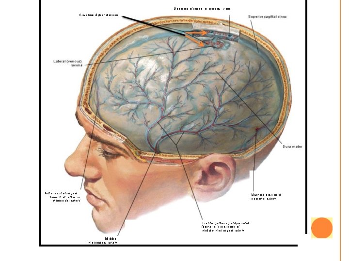 Opening of superi or cerebral v ein Ara chnoi d granulations Anterior meningeal bran