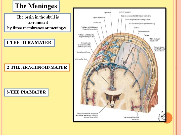 The Meninges The brain in the skull is surrounded by three membranes or meninges: