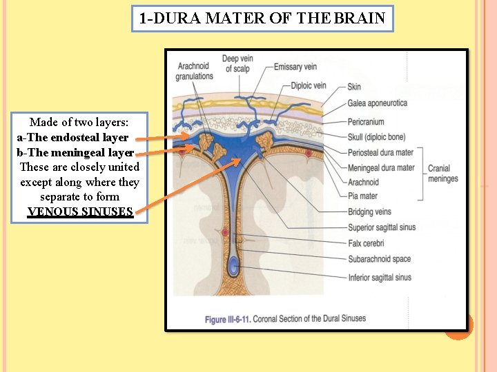 1 -DURA MATER OF THE BRAIN Made of two layers: a-The endosteal layer b-The