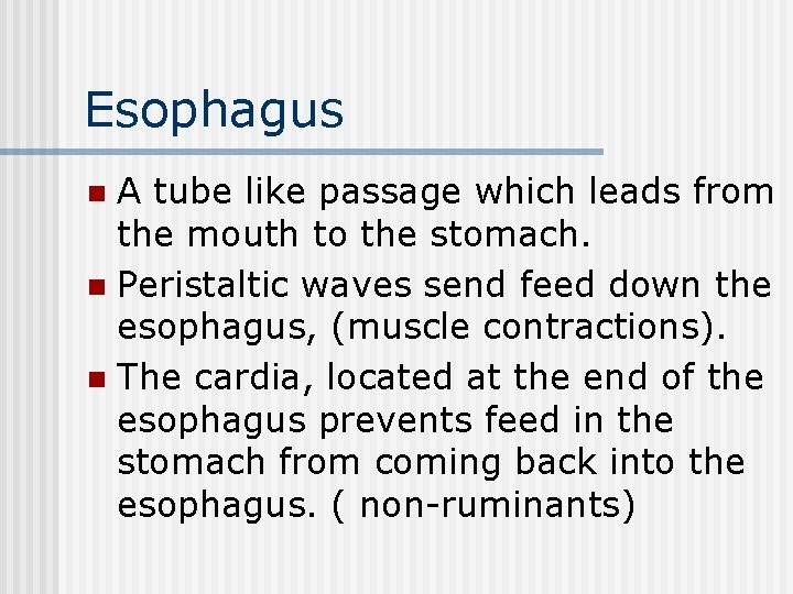 Esophagus A tube like passage which leads from the mouth to the stomach. n