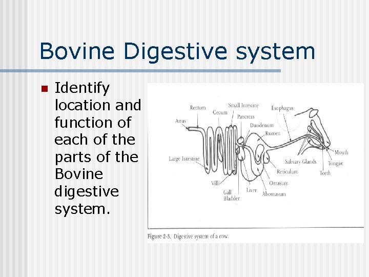 Bovine Digestive system n Identify location and function of each of the parts of