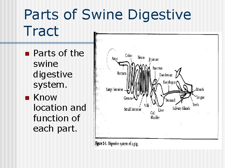 Parts of Swine Digestive Tract n n Parts of the swine digestive system. Know