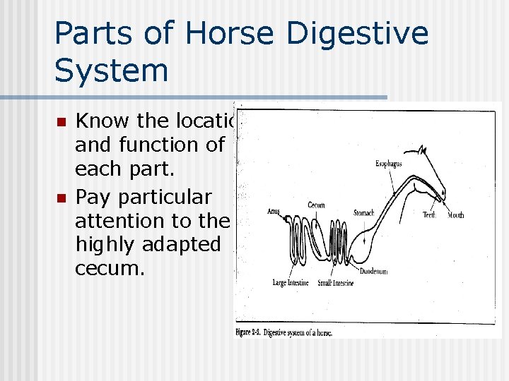 Parts of Horse Digestive System n n Know the location and function of each