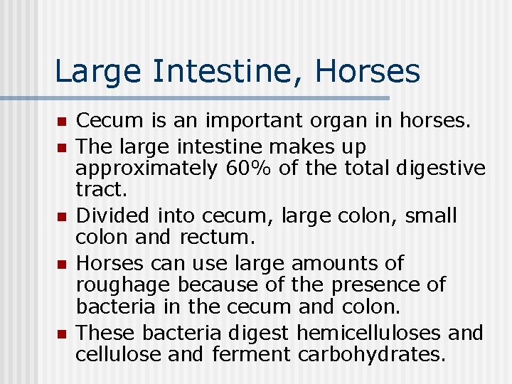 Large Intestine, Horses n n n Cecum is an important organ in horses. The