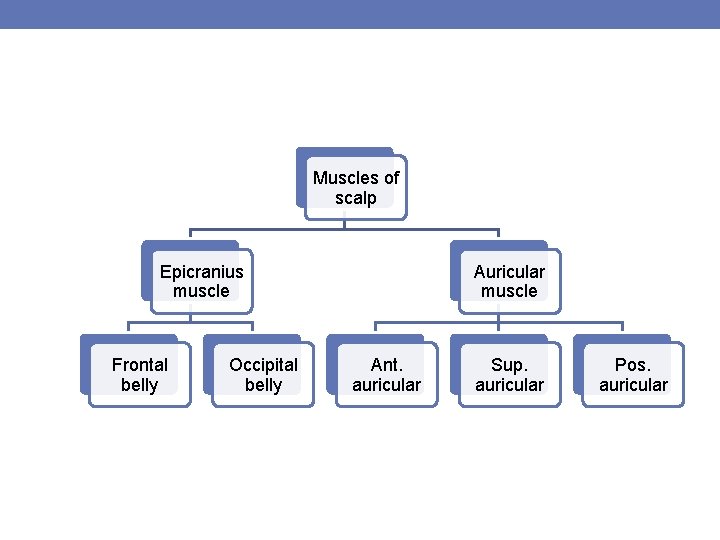 Muscles of scalp Epicranius muscle Frontal belly Occipital belly Auricular muscle Ant. auricular Sup.