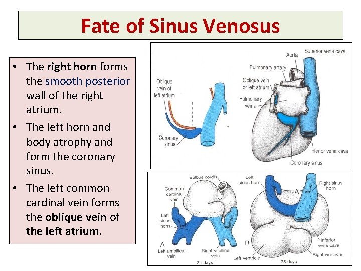 Fate of Sinus Venosus • The right horn forms the smooth posterior wall of