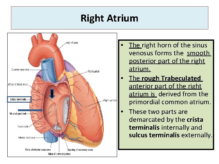 Right Atrium • The right horn of the sinus venosus forms the smooth posterior