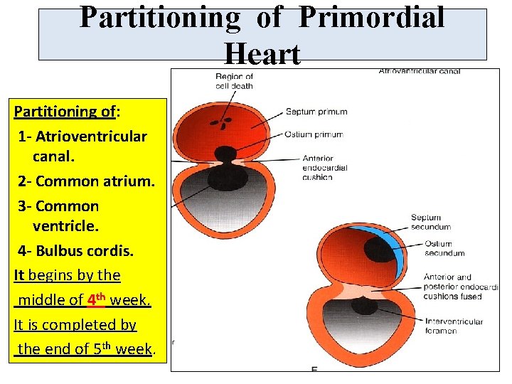Partitioning of Primordial Heart Partitioning of: 1 - Atrioventricular canal. 2 - Common atrium.