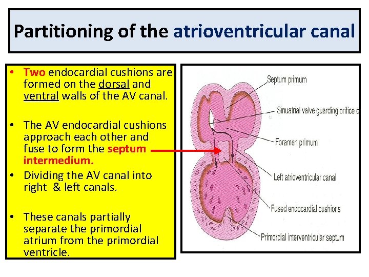 Partitioning of the atrioventricular canal • Two endocardial cushions are formed on the dorsal