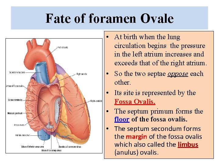 Fate of foramen Ovale • At birth when the lung circulation begins the pressure