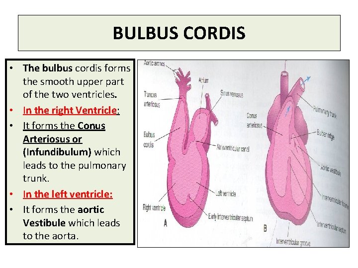 BULBUS CORDIS • The bulbus cordis forms the smooth upper part of the two