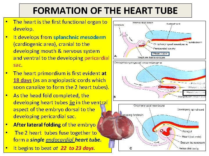 FORMATION OF THE HEART TUBE • The heart is the first functional organ to
